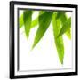 Life Is Green-Philippe Sainte-Laudy-Framed Photographic Print