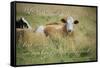 Life Is Simple-Cora Niele-Framed Stretched Canvas