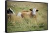 Life Is Simple-Cora Niele-Framed Stretched Canvas