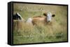 Life Is Simple-Cora Niele-Framed Stretched Canvas