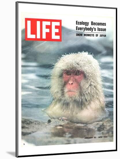 LIFE Japan Snow Monkey-Ecology-null-Mounted Premium Giclee Print