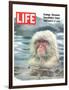 LIFE Japan Snow Monkey-Ecology-null-Framed Premium Giclee Print