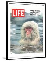 LIFE Japan Snow Monkey-Ecology-null-Framed Premium Giclee Print