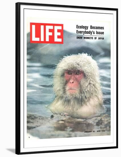 LIFE Japan Snow Monkey-Ecology-null-Framed Premium Giclee Print