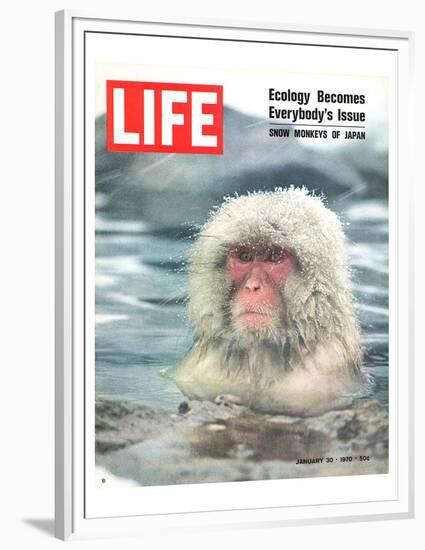 LIFE Japan Snow Monkey-Ecology-null-Framed Premium Giclee Print