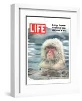 LIFE Japan Snow Monkey-Ecology-null-Framed Art Print