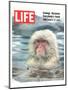 LIFE Japan Snow Monkey-Ecology-null-Mounted Art Print