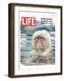 LIFE Japan Snow Monkey-Ecology-null-Framed Art Print