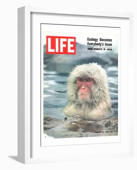 LIFE Japan Snow Monkey-Ecology-null-Framed Art Print