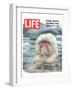 LIFE Japan Snow Monkey-Ecology-null-Framed Art Print