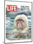 LIFE Japan Snow Monkey-Ecology-null-Mounted Art Print