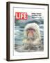 LIFE Japan Snow Monkey-Ecology-null-Framed Art Print