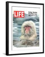 LIFE Japan Snow Monkey-Ecology-null-Framed Art Print