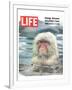 LIFE Japan Snow Monkey-Ecology-null-Framed Art Print