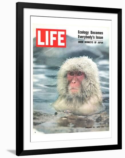 LIFE Japan Snow Monkey-Ecology-null-Framed Art Print