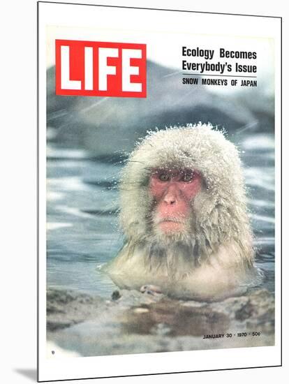 LIFE Japan Snow Monkey-Ecology-null-Mounted Art Print