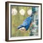 Life Nuthatch-Molly Reeves-Framed Photographic Print