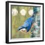 Life Nuthatch-Molly Reeves-Framed Photographic Print