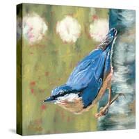 Life Nuthatch-Molly Reeves-Stretched Canvas