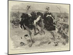 Life on a Californian Ostrich-Farm, a Fight in the Paddock Between Two Ostriches-William Small-Mounted Giclee Print