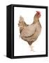 Life on the Farm Chicken Element III-Kathleen Parr McKenna-Framed Stretched Canvas