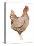 Life on the Farm Chicken Element III-Kathleen Parr McKenna-Stretched Canvas