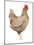 Life on the Farm Chicken Element III-Kathleen Parr McKenna-Mounted Art Print
