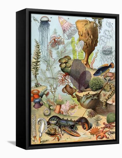 Life on the Sea Floor, Including Crustaceans and Molluscs-null-Framed Stretched Canvas