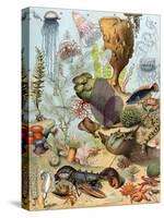 Life on the Sea Floor, Including Crustaceans and Molluscs-null-Stretched Canvas