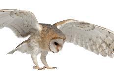 Barn Owl, Tyto Alba, 4 Months Old, Portrait Flying against White Background-Life on White-Photographic Print