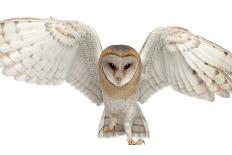 Barn Owl, Tyto Alba, 4 Months Old, Flying against White Background-Life on White-Photographic Print