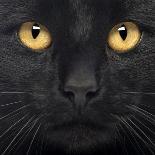 Close-Up Of A Black Cat Looking At The Camera, Isolated On White-Life on White-Art Print