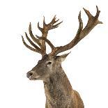 Close-Up of a Red Deer Stag in Front of a White Background-Life on White-Photographic Print