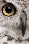 Barn Owl, Tyto Alba, 4 Months Old, Flying against White Background-Life on White-Photographic Print