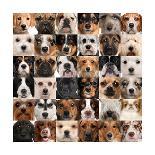 Collage Of 36 Dog Heads-Life on White-Stretched Canvas