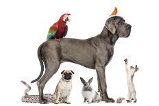 Group Of Pets - Dog, Cat, Bird, Reptile, Rabbit, Isolated On White-Life on White-Photographic Print