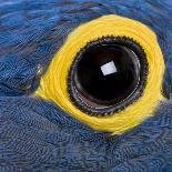 Hyacinth Macaw, 1 Year Old, Close Up On Eye-Life on White-Photographic Print