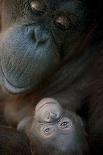 Mother Orangutan And Her Newborn Baby 1 Months - Pongo Pygmaeus-Life on White-Photographic Print