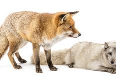 Red Fox-Life on White-Photographic Print