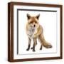 Brown Frame