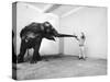 Life Photographer Arthur Schatz with Elephant While Shooting Story on the Franklin Park Zoo-Arthur Schatz-Stretched Canvas