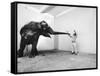 Life Photographer Arthur Schatz with Elephant While Shooting Story on the Franklin Park Zoo-Arthur Schatz-Framed Stretched Canvas