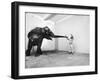 Life Photographer Arthur Schatz with Elephant While Shooting Story on the Franklin Park Zoo-Arthur Schatz-Framed Photographic Print