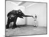 Life Photographer Arthur Schatz with Elephant While Shooting Story on the Franklin Park Zoo-Arthur Schatz-Mounted Photographic Print