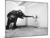 Life Photographer Arthur Schatz with Elephant While Shooting Story on the Franklin Park Zoo-Arthur Schatz-Mounted Photographic Print