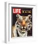 LIFE The Tiger's Kill 1965-null-Framed Premium Giclee Print