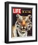 LIFE The Tiger's Kill 1965-null-Framed Art Print