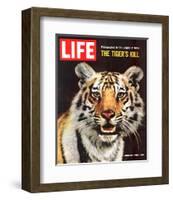 LIFE The Tiger's Kill 1965-null-Framed Art Print