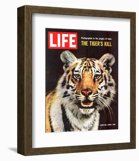 LIFE The Tiger's Kill 1965-null-Framed Art Print