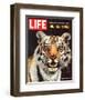 LIFE The Tiger's Kill 1965-null-Framed Art Print